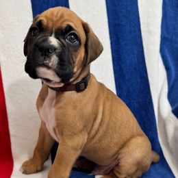 Mr Brown - Fawn male Boxer puppy in Palm Coast, Florida from Starlight Boxer Corner