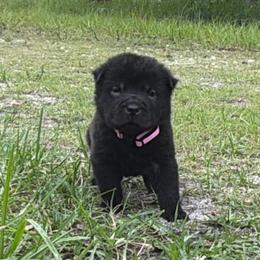 Baylee - Black female Chinese Shar-Pei puppy in Lehigh Acres, Florida from Florida Wrinkles