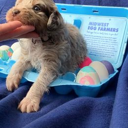 Aussiedoodle Puppies from DuWoof