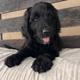 Assorted Doodle Crosses Puppies from Golden Mountain Doodles