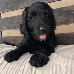 Assorted Doodle Crosses Puppies from Golden Mountain Doodles