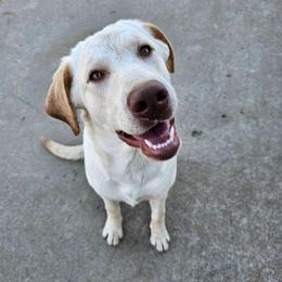Paisley - Yellow female Labrador Retriever puppy in Elk Grove, California from Labrador Trails