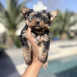 Dakota - Black and gold female Yorkshire Terrier puppy in Patterson, California from Luxe Yorkies of Central Valley
