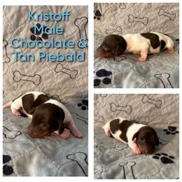 Kristoff - Chocolate and tan male Dachshund puppy in Corona, California from Over The Moon Dachshunds