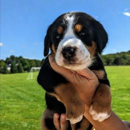 Green Boy, Washington - Black, white and red male Greater Swiss Mountain Dog puppy in Edinboro, Pennsylvania from Greater Swiss of Whitetail Acres