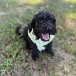 Master Winston - Black male Goldendoodle puppy in Huntingdon, Tennessee from McCaslin's Doddles