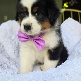 Please read description - Black tri-color female Australian Shepherd puppy in Georgetown, California from Foothill Aussies