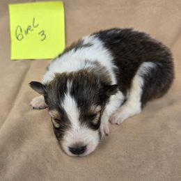 Gracey - White and sable female Shetland Sheepdog puppy in Caldwell, Texas from Candyce Witte