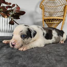 Rocky NALC - Blue merle male Catahoula Leopard Dog puppy in Doerun, Georgia from Twig & Tail Puppies