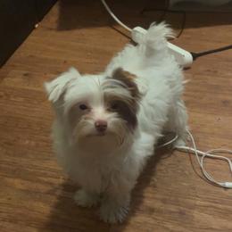 Yorkshire Terrier All Grown Up from Kristen’s yorkies