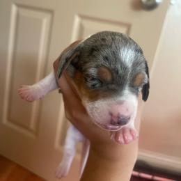 Spot - Dapple male Dachshund puppy in Yuba City, California from The Navarro Furbabies