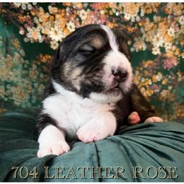 Girl 4 - female Central Asian Shepherd Dog puppy in Marshville, North Carolina from 704 Central Asian Shepherds