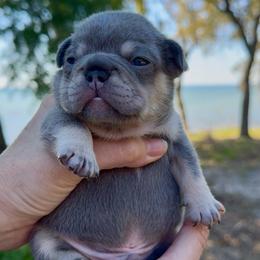 Lilac and Tan Boy - Tricolors male French Bulldog puppy in Gulf Breeze, Florida from SW Frenchies