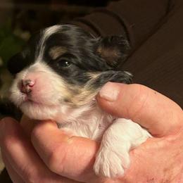 Boy - Black and white male Havanese puppy in Melba, Idaho from Lawson Havanese