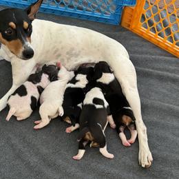 Rat Terrier Puppies from Kelly’s Ratters