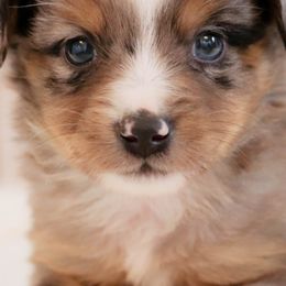 Miniature Australian Shepherds and Toy Australian Shepherds from Rolling Ridge Farms