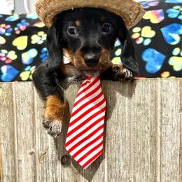 Elvis - Black and tan male Dachshund puppy in Cambridge City, Indiana from Hilltop Doxies