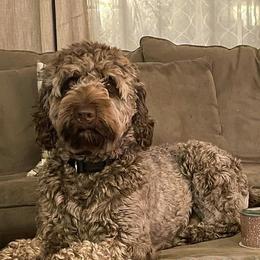Bailey - Australian Labradoodle