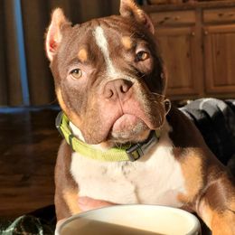 American Bully Puppies from Sky River Bullies