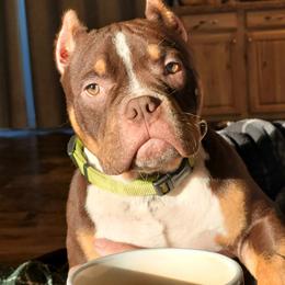 American Bully Puppies from Sky River Bullies