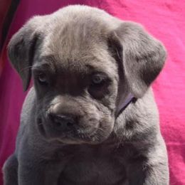 Cane Corso from Cargill Cane Corso