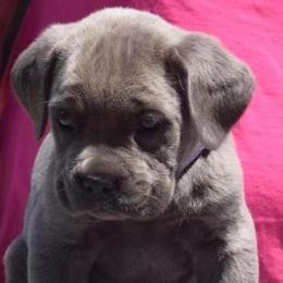 Cane Corso from Cargill Cane Corso