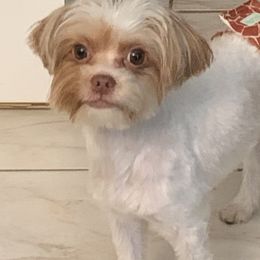 Charming - Yorkshire Terrier