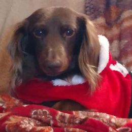 Dachshunds from Doxy 5 Gang