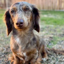 Susie - Dachshund