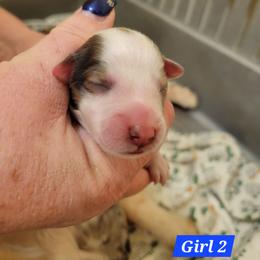 Girl 2 - Sable merle and white female Shetland Sheepdog puppy in Kaycee, Wyoming from Heavenly Shelties