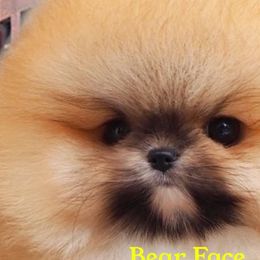 Pomeranians from Frensace Bearface Pomeranian