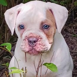 Olde English Bulldogge puppies from Blue Knob OEB's