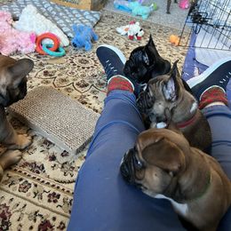 French Bulldog Puppies from Fishie's Frenchies