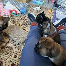 French Bulldog Puppies from Fishie's Frenchies