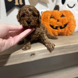 Scotch - Red male Cavapoo puppy in Mesa, Arizona from Pedersendoodles
