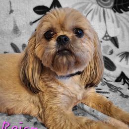 Reign - Shih Tzu