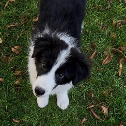 Hero - Black male Border Collie puppy in Shell Knob, Missouri from Stoneridge Kennel
