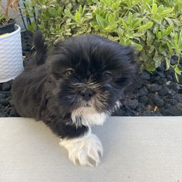 Ziggy - Black and white male Shih Tzu puppy in Riverside, California from AKC Shih Tzu of California