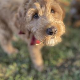 Goldendoodle Puppies from Dhalia’s Doodles