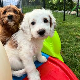 Cupcake is mint collar female from Stroodles Bake Sale litter - Parti female Goldendoodle puppy in Hamilton, Montana from Stroodles Doodles
