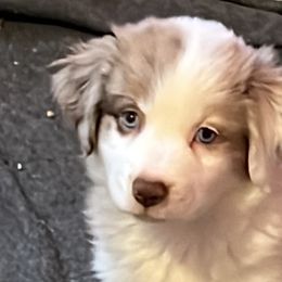 Boy 3 - Red merle Miniature Australian Shepherd puppy in Corydon, Indiana from Arbuckle’s Lookin Good Aussies (LGA)