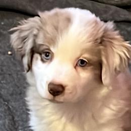 Boy 3 - Red merle Miniature Australian Shepherd puppy in Corydon, Indiana from Arbuckle’s Lookin Good Aussies (LGA)