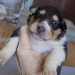 Bianca - Black white and tan female Collie puppy in Malvern, Arkansas from Lost Acres Collies