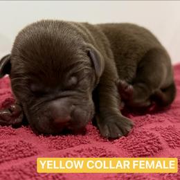 Yellow Collar Female - Chocolate female Labrador Retriever puppy in Tacoma, Washington from Triple H Farm