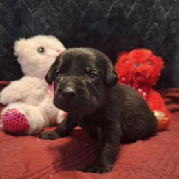 Eberus - Black male Labrador Retriever puppy in Bemidji, Minnesota from Northern Star Elite Quality Labrador Retrievers