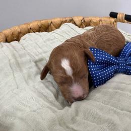 Aladdin - Red  male Goldendoodle puppy in Calico Rock, Arkansas from Cottrell’s Poodles & Doodles