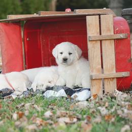 Labrador Retriever Puppies from Polar Bear Farms