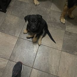 German Shepherd Puppies from Drachenhaus Shepherds