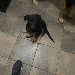 German Shepherd Puppies from Drachenhaus Shepherds