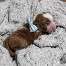 Spuds - Red male Bernedoodle puppy in Hillsboro, Oregon from Myt fine doodles